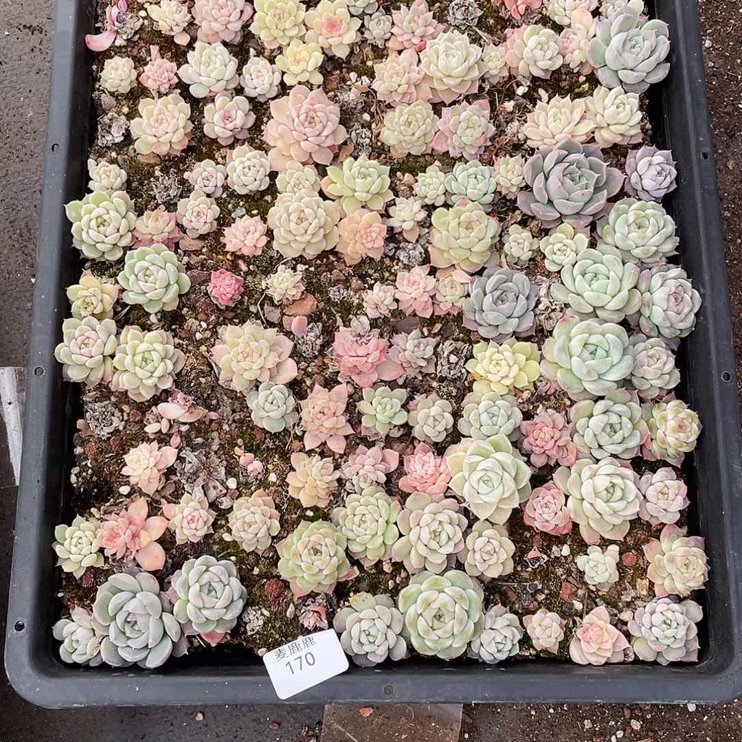 我***170。  定。