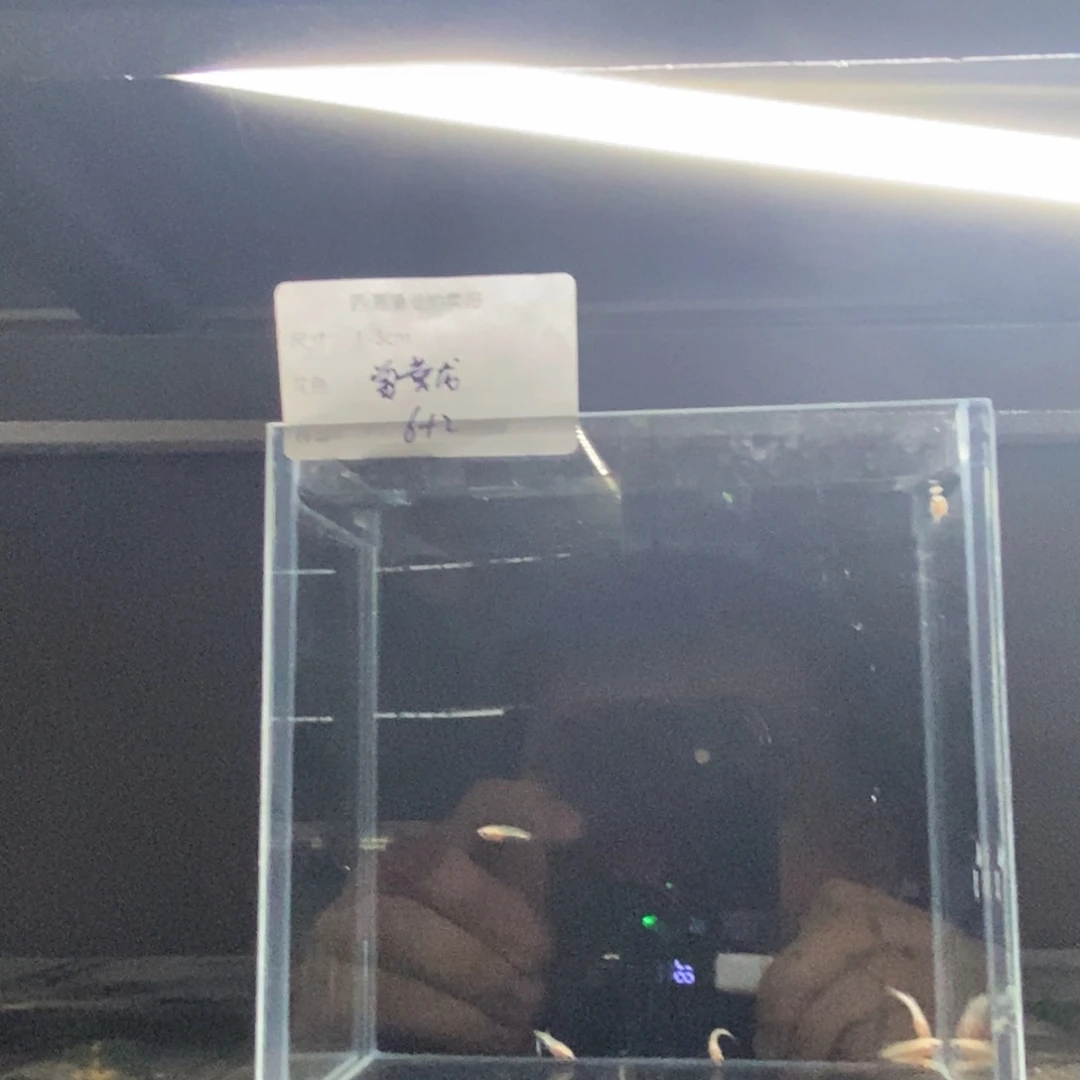 斗鱼包活不包损所见即所得088