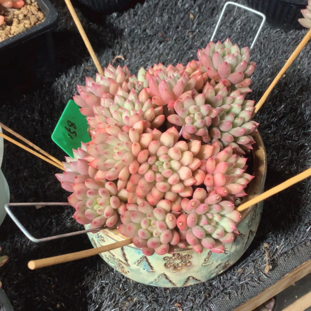 多肉植物多肉植物言子