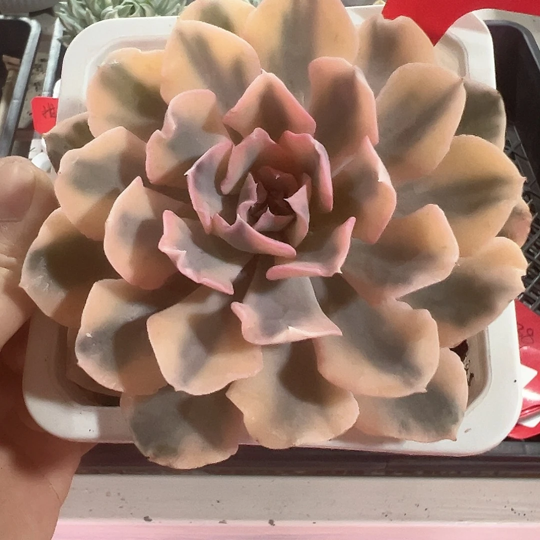 96号利比里亚锦多肉植物