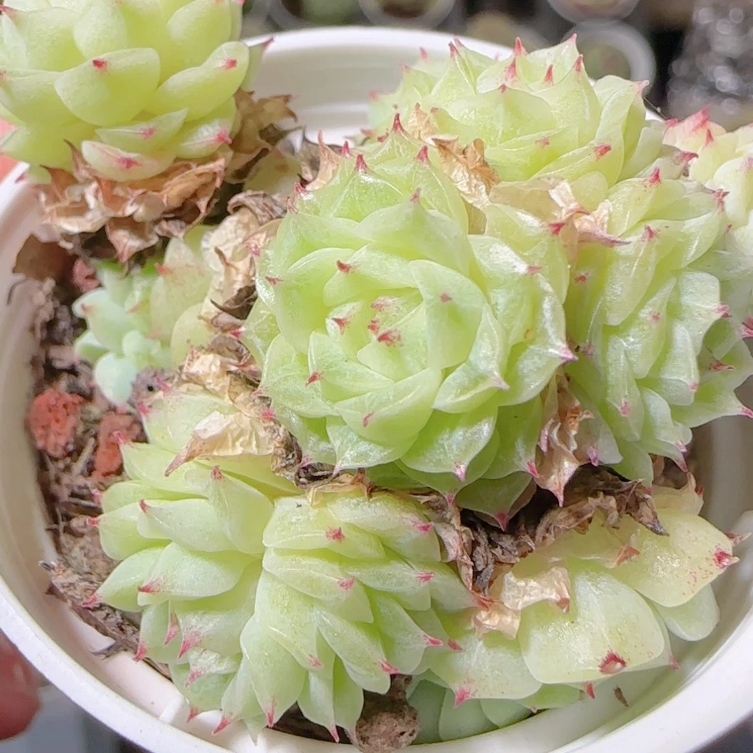 花语逸镜1102-79散