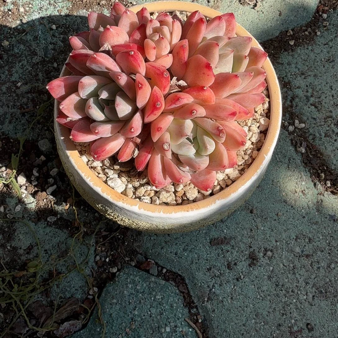 阿尔巴家人炖肉带盆