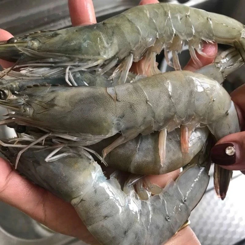 青头虾 海虾 30-40大虾 净重3斤