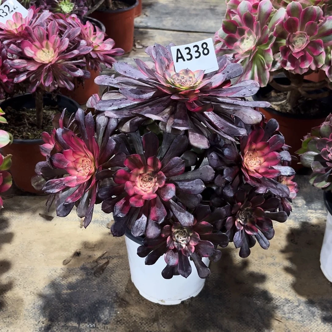 多肉植物烟花338多肉