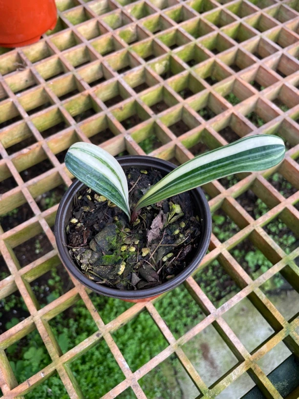 君子兰直播间竞拍一物一拍