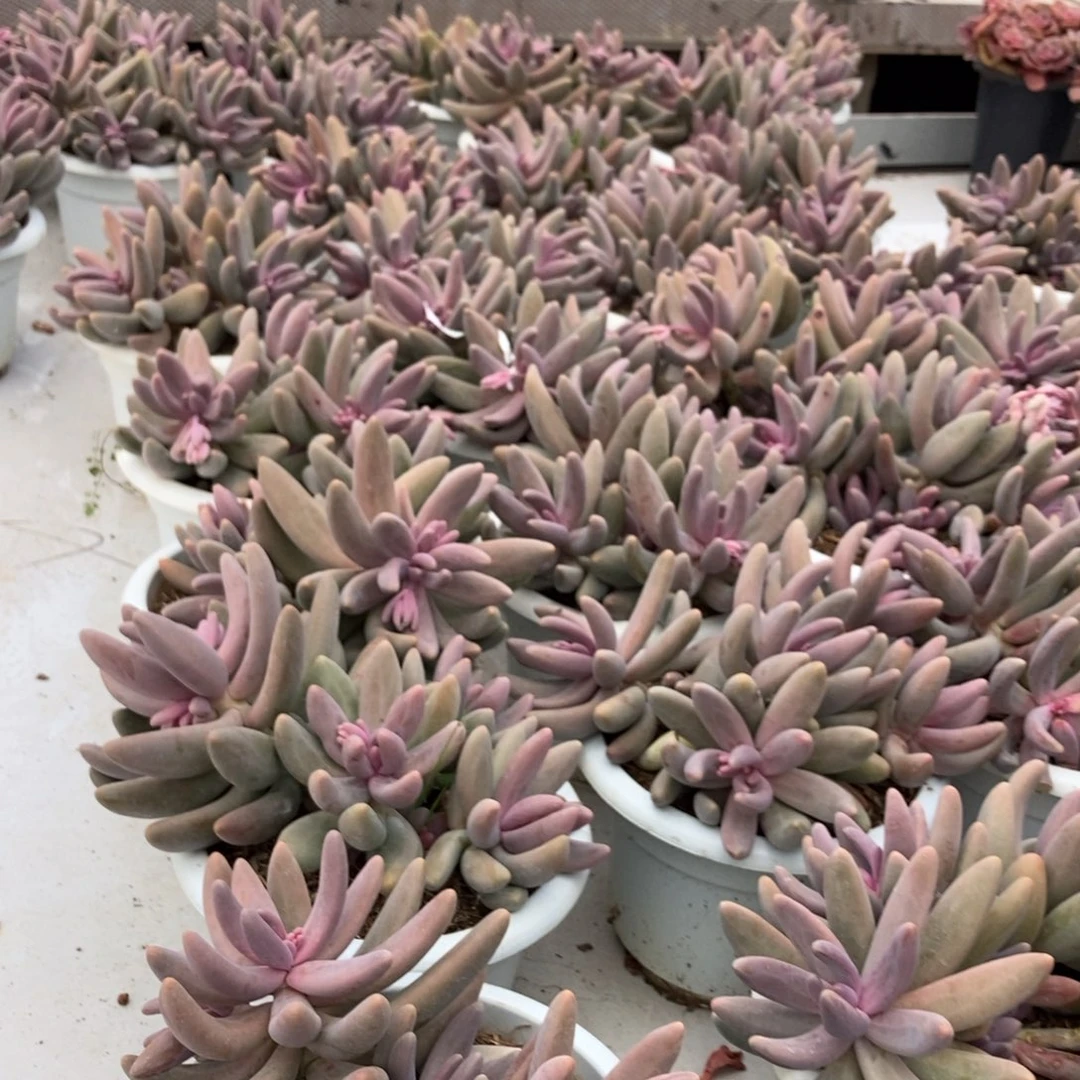 红手指美人随机发货一颗