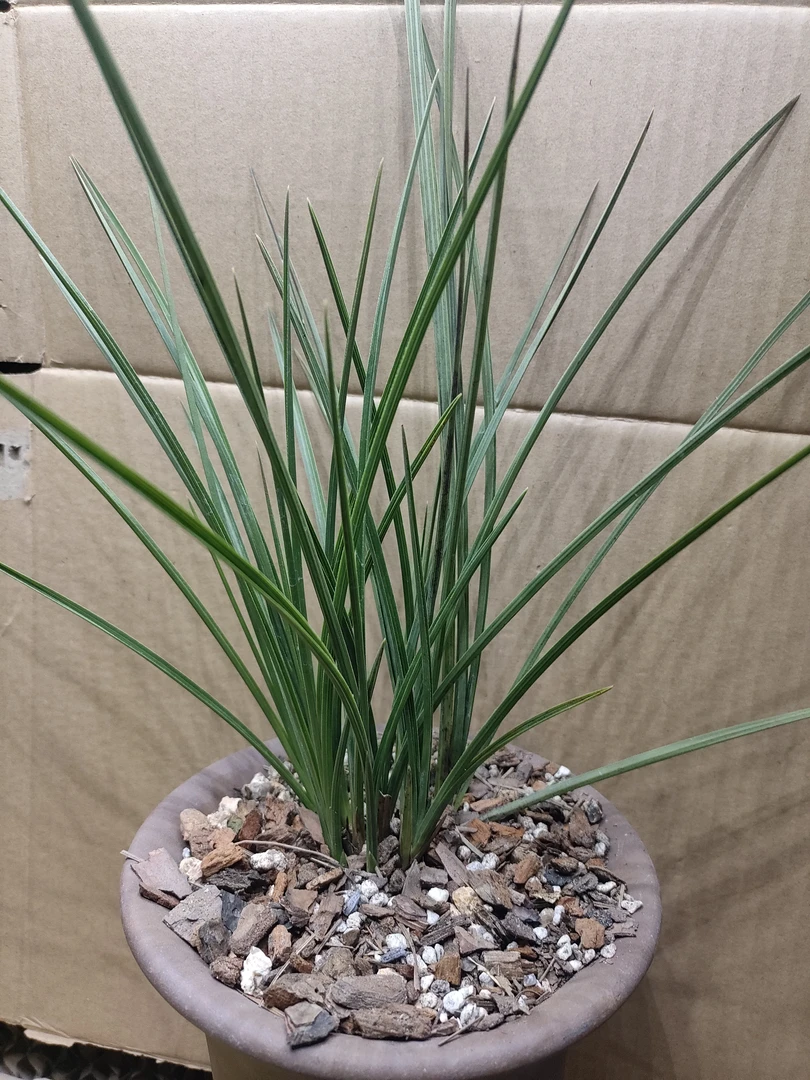 惠兰松针兰花草，一物一拍