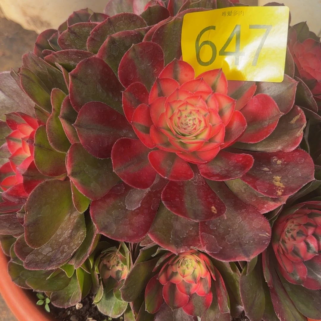 哈哈多肉葡萄福利647