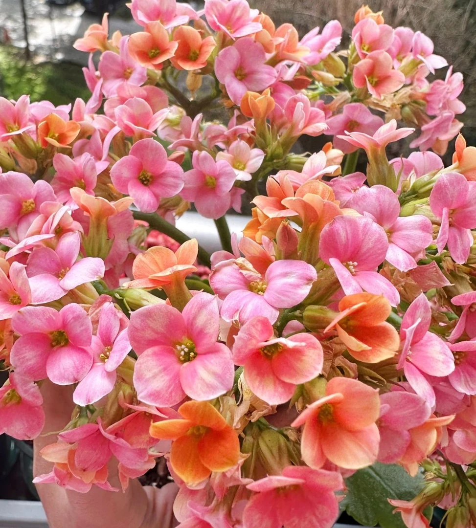 【布拉格】重瓣名贵长寿花带花苞发货四季开花新手易养室内稀有花卉