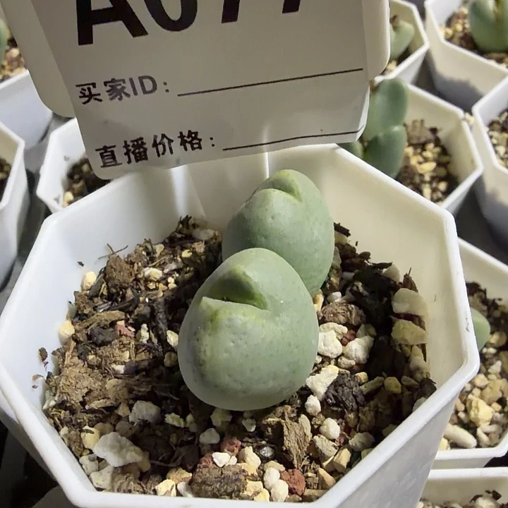 嗨***晟077。多肉植物的生长发育