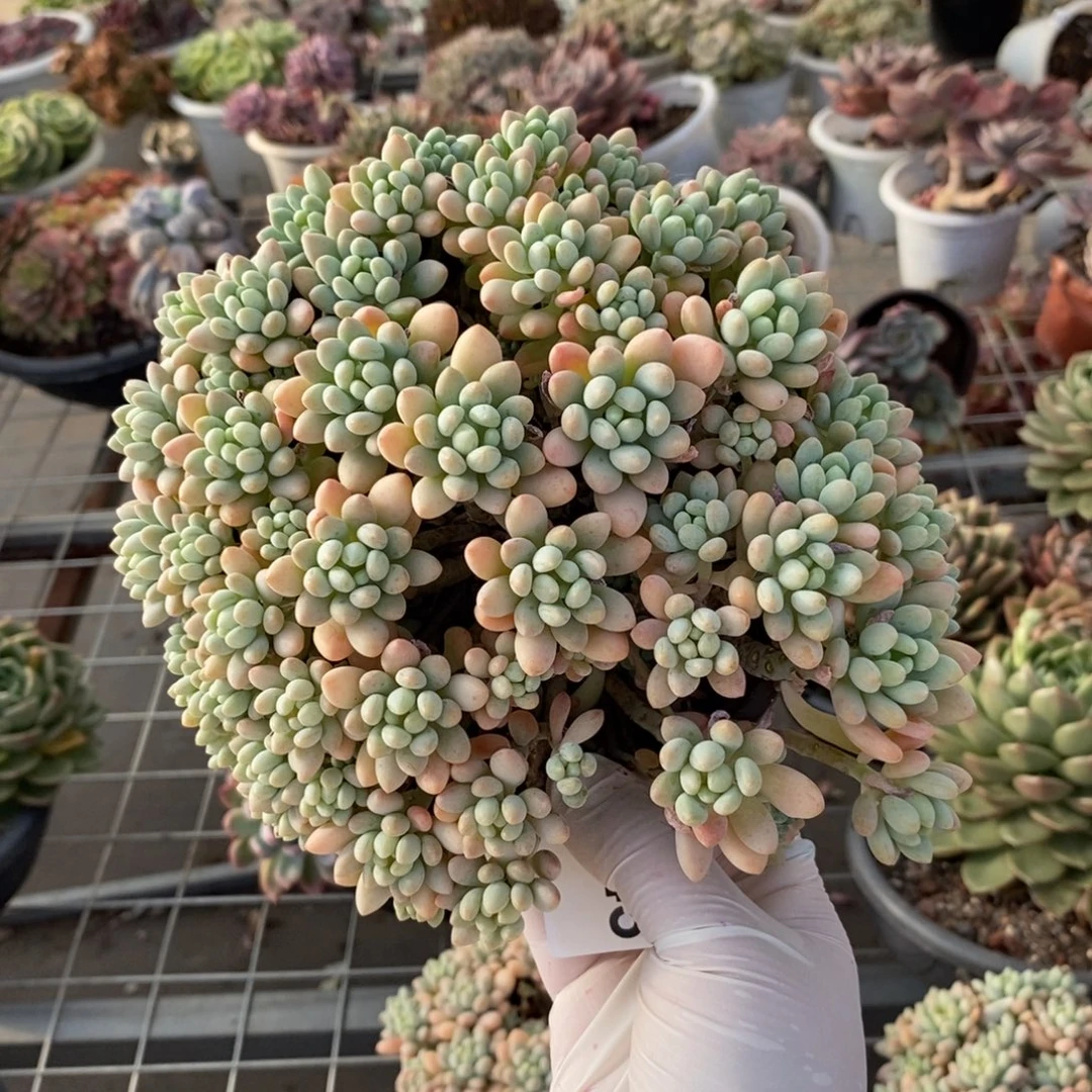 345洛可可一物一拍