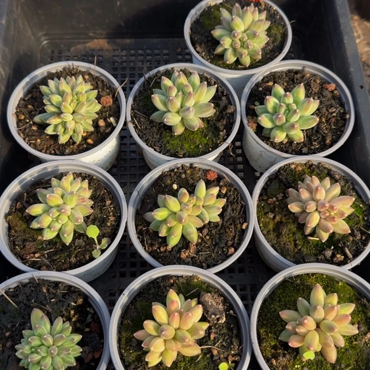 003多肉植物一物一拍