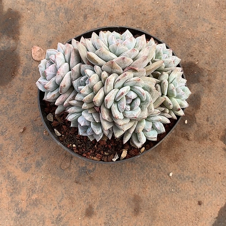 8头哈哈哈哈哈哈哈哈