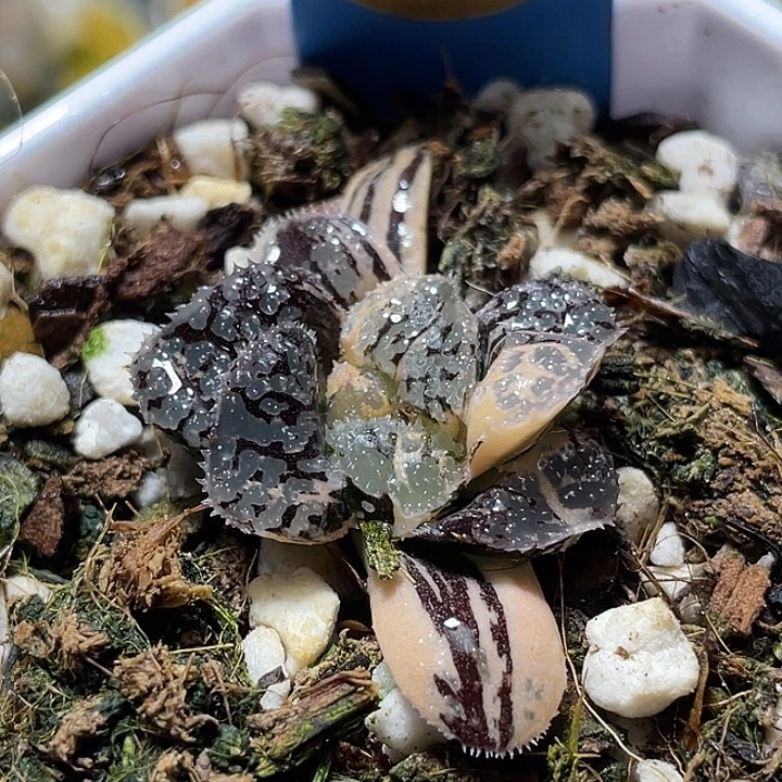 658完美摩多锦福利