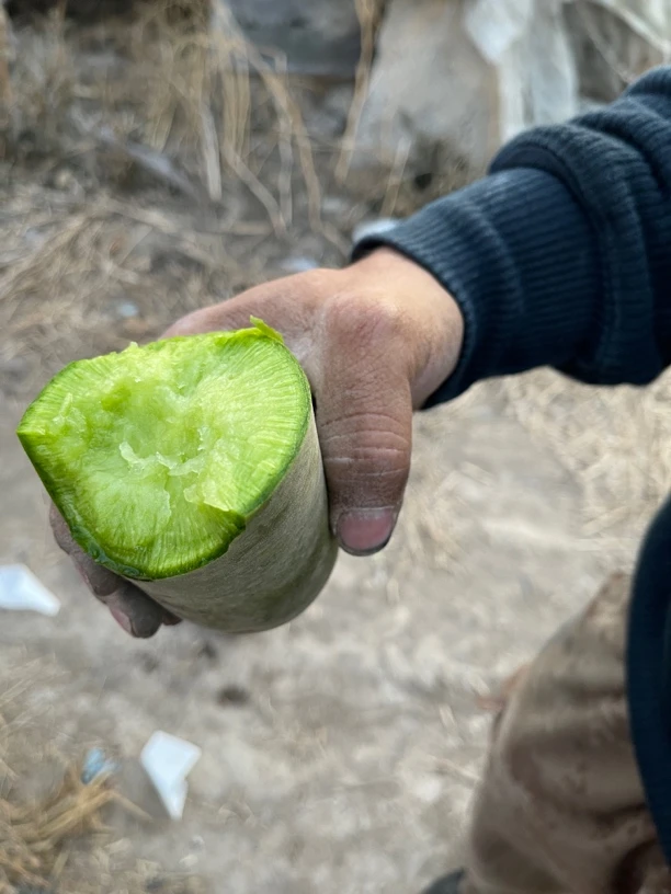 天津老味沙窝萝卜，净重9斤！脆，绿，微甜！保温装！快递送货上门！