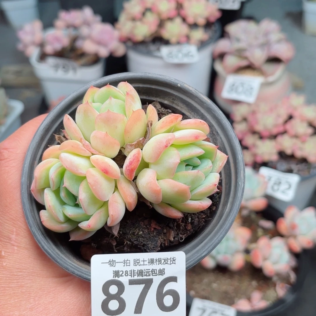 橘子冰无盆土发货