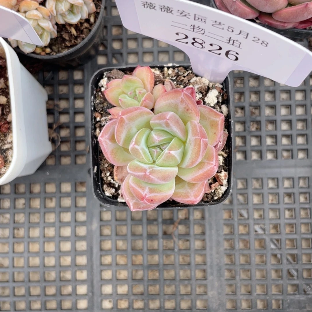 薇薇安园艺多肉2826