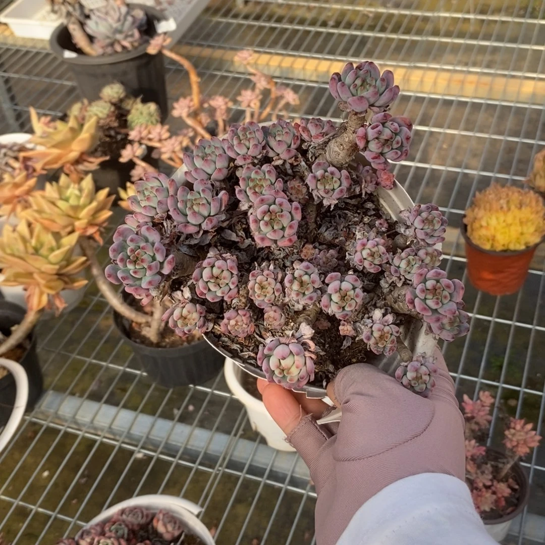 723蓝苹果一物一拍