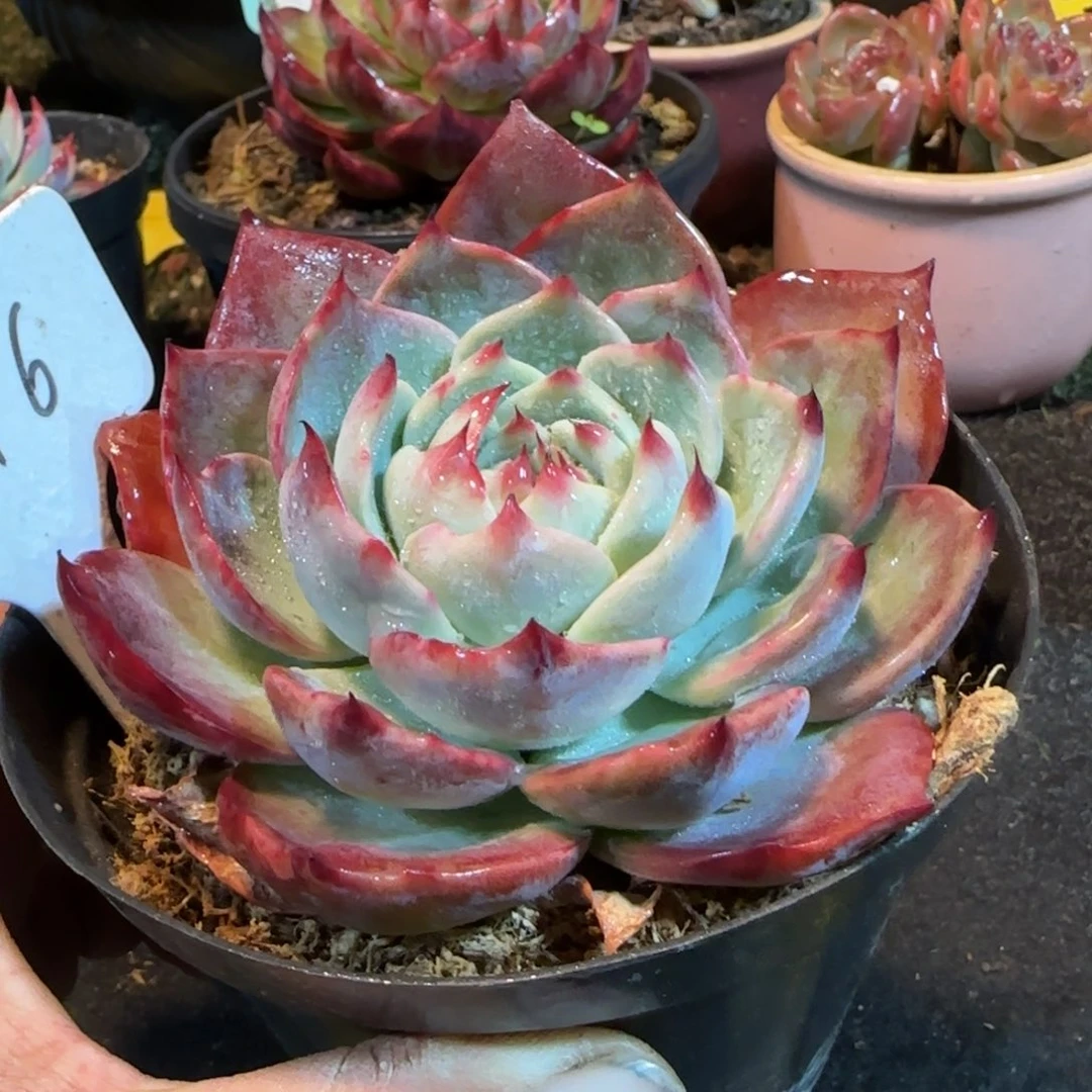 惊鸿一物一拍包装收缩花旱116