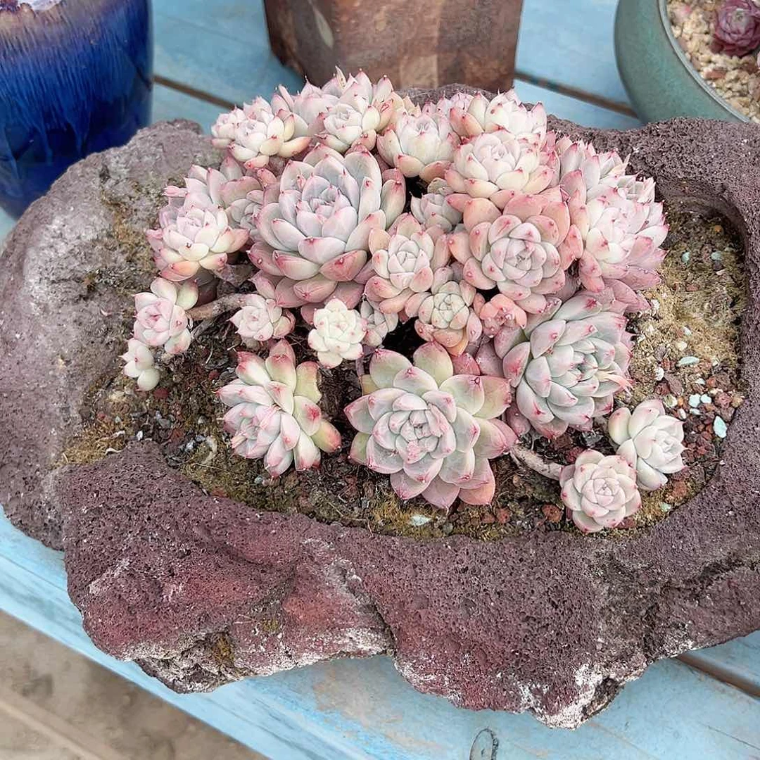 用****4阿尔巴佳人多肉植物脱土