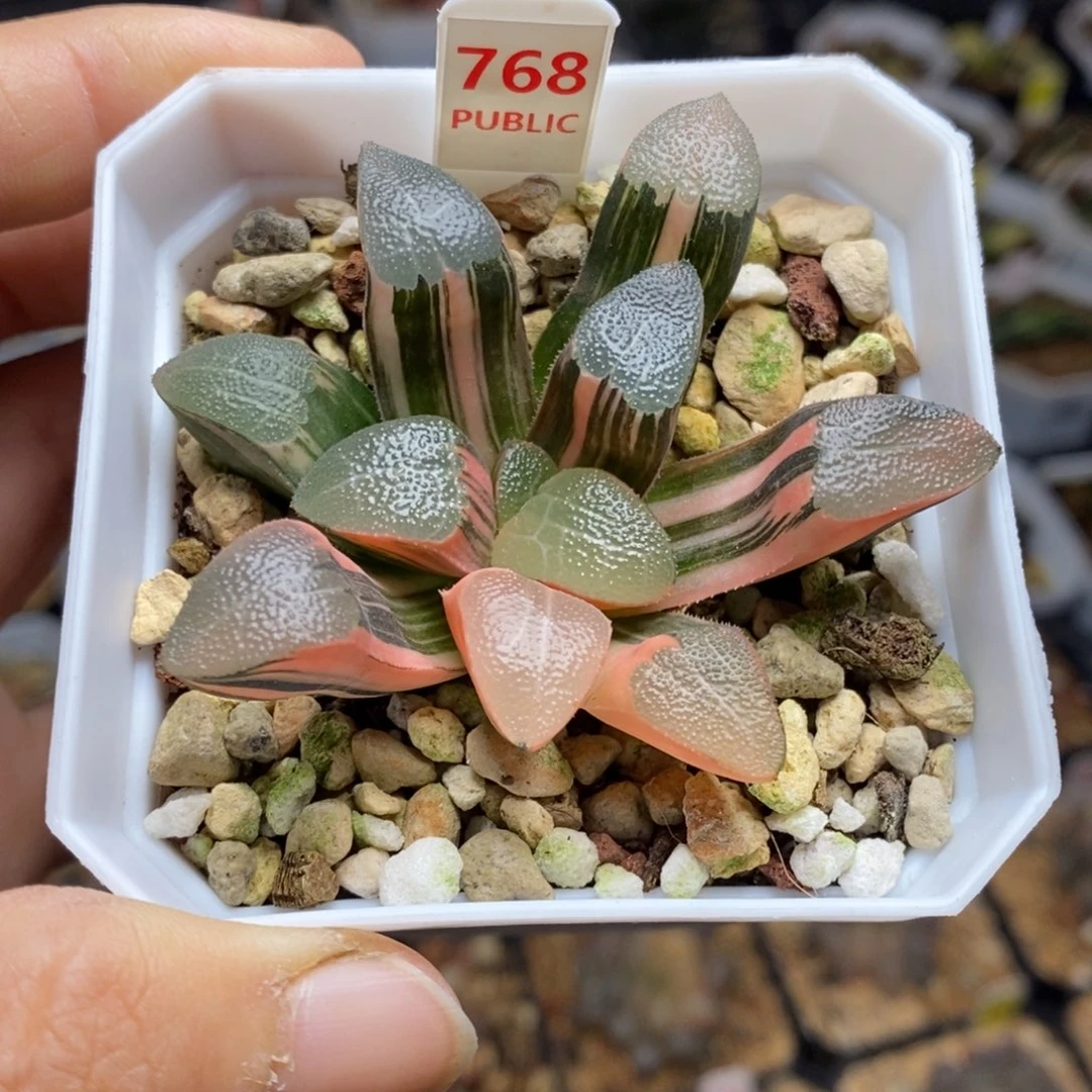768号网纹克锦多肉植物