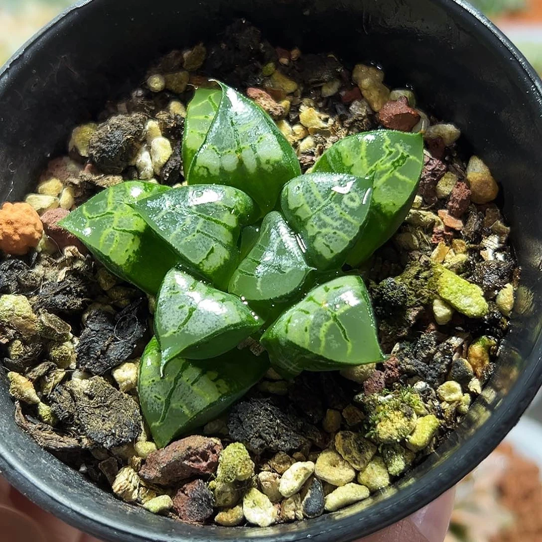 十二卷多肉画皮1