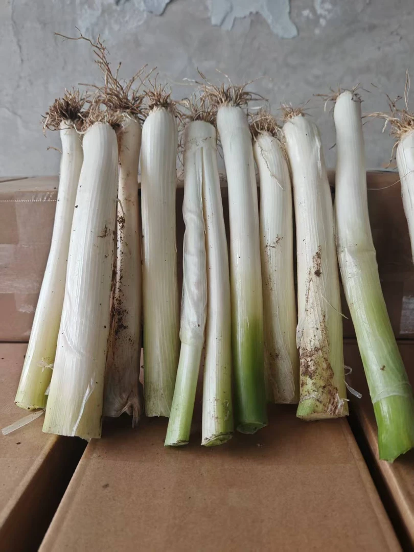 低价纯葱白去叶内蒙古乌兰察布大葱粗大耐存放无浪费葱白