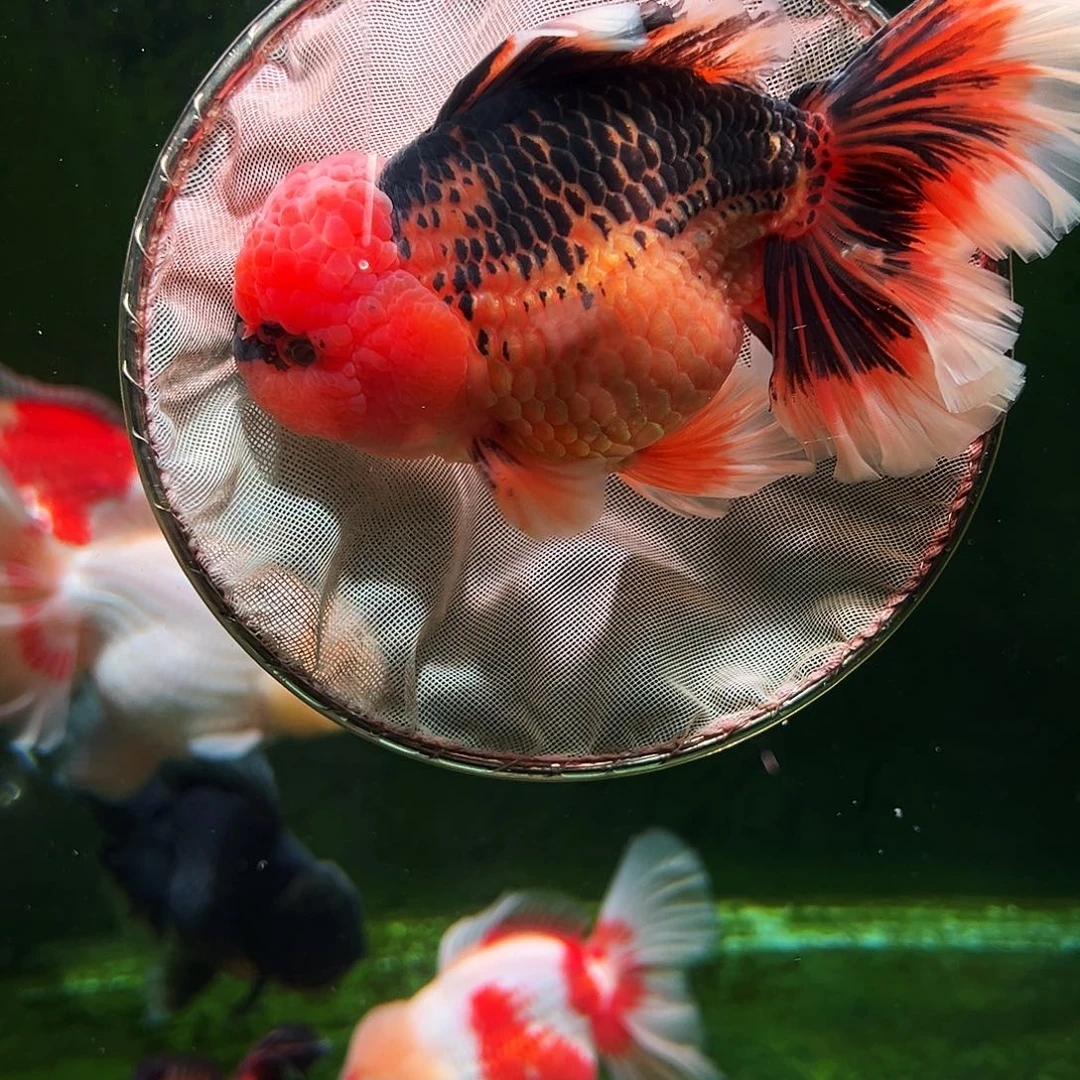 金鱼百褶泰狮冷水金鱼