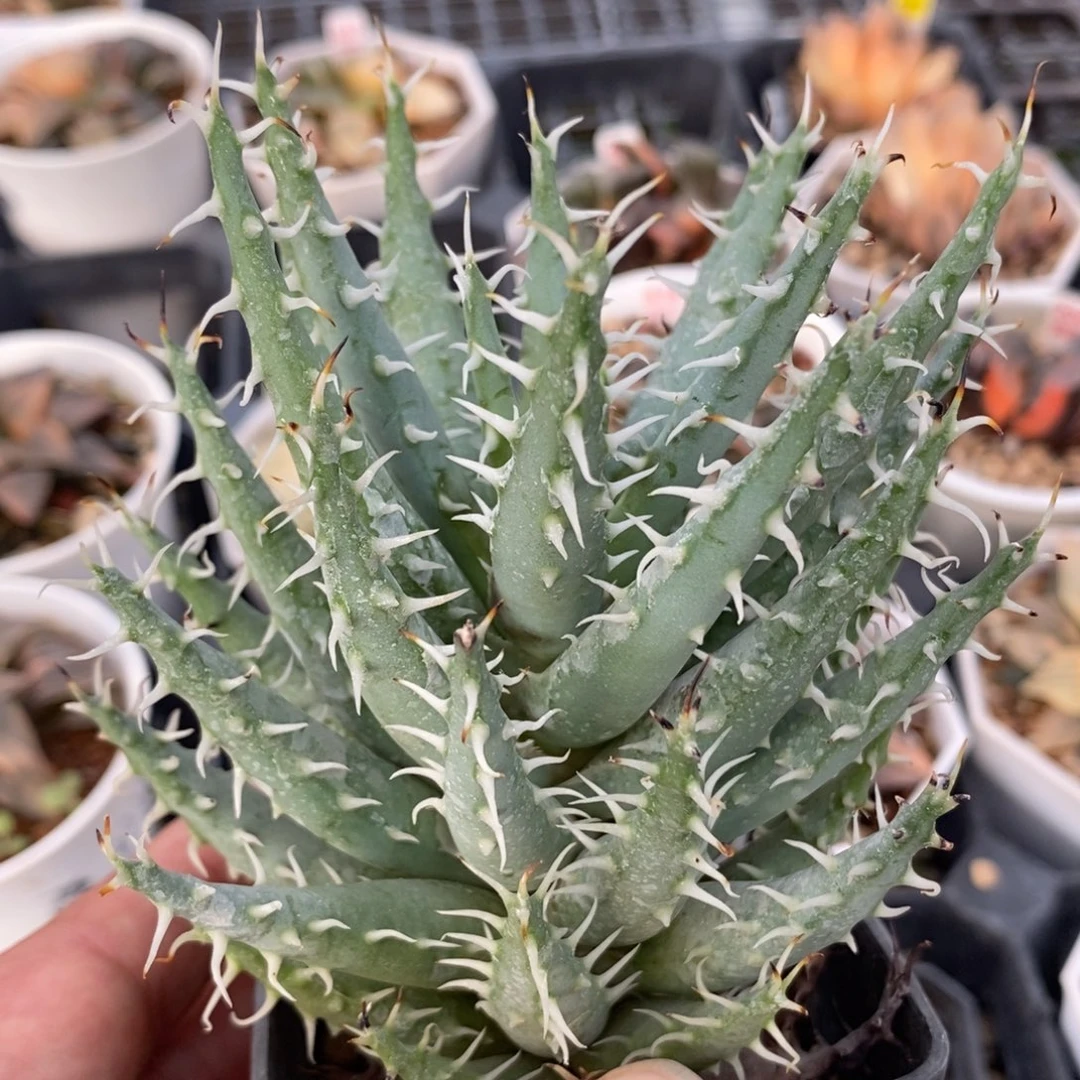 476黑魔殿一物一拍