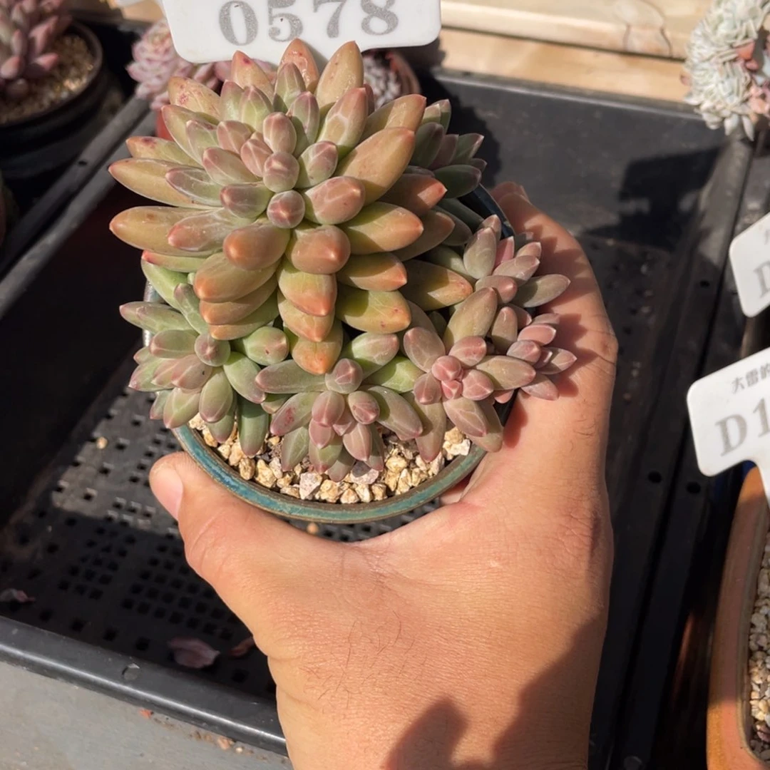 0578暗纹不带盆10厘米