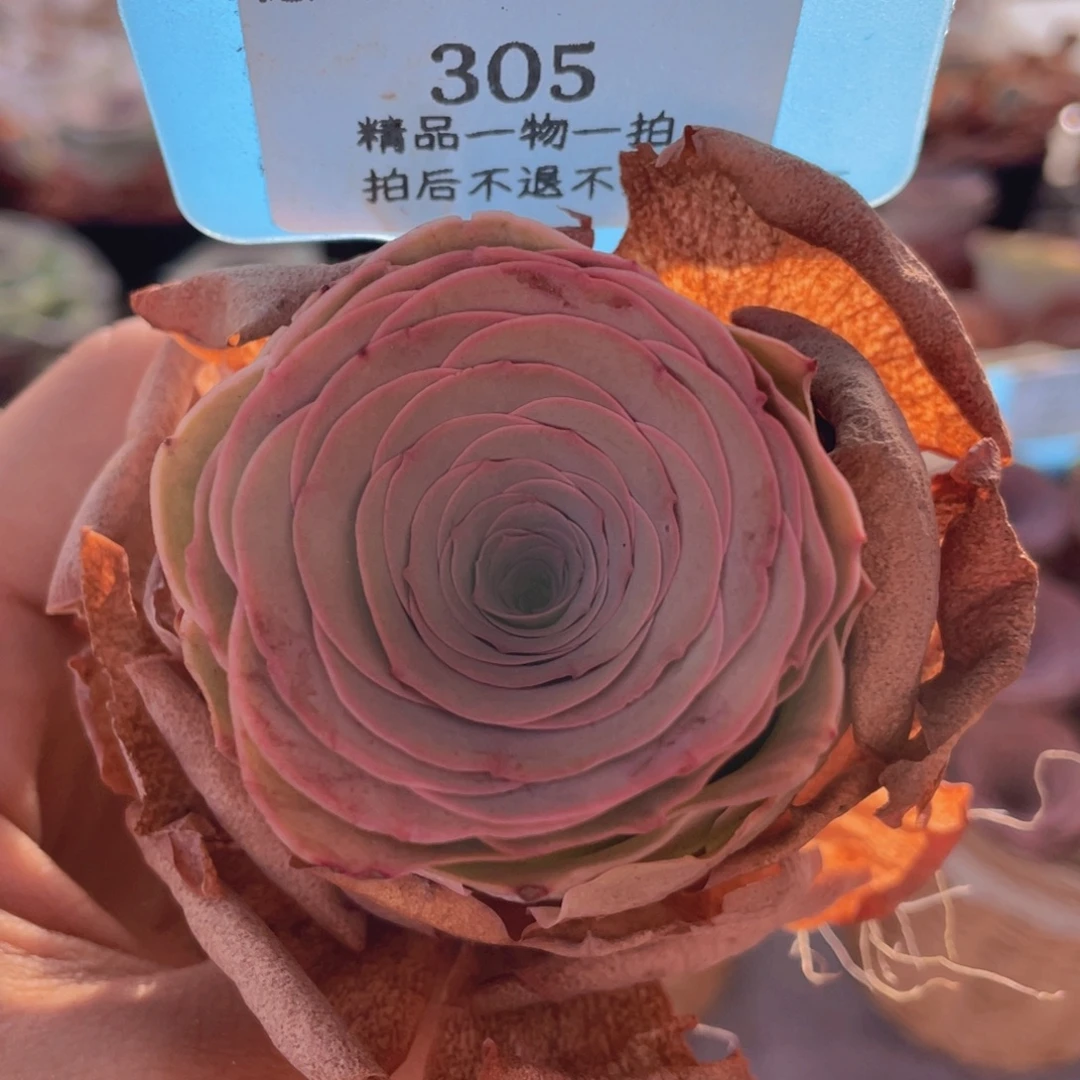 山地玫瑰305裸根发货不售后