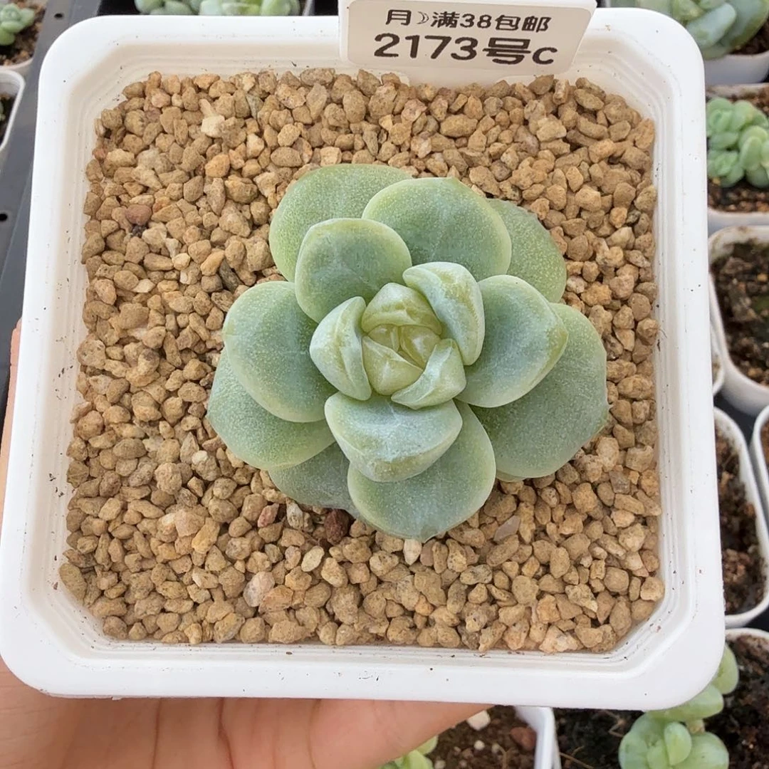 2173号冰玉石化老桩单头一棵