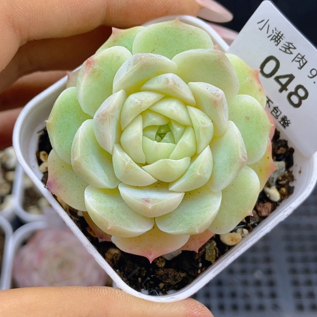 一物一拍9.9包邮048