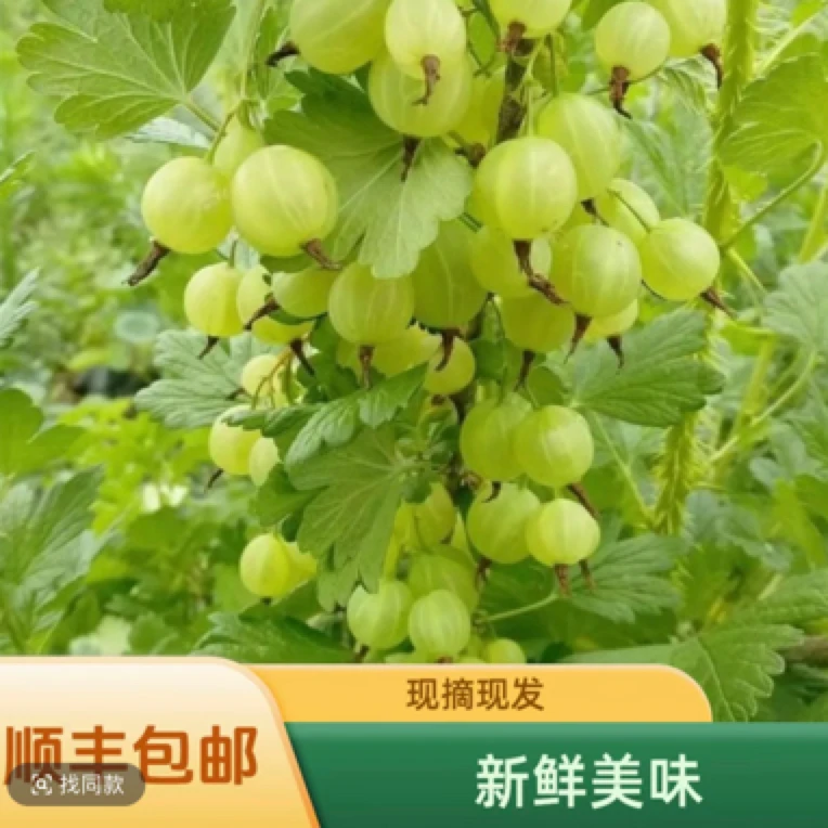 东北现摘现发新鲜灯笼果（也叫酸子）顺丰包邮