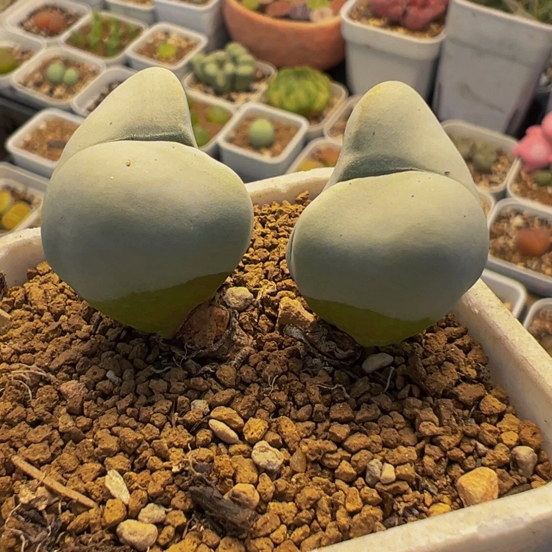 241多肉植物种类和