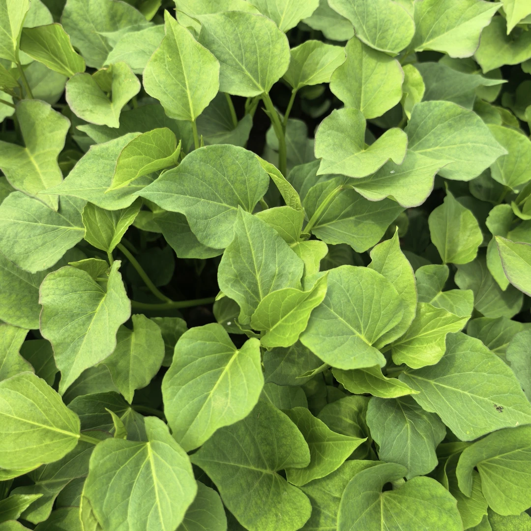 1：陕西虢王红动甘薯秦五红薯苗高剪鲜剪直发500克