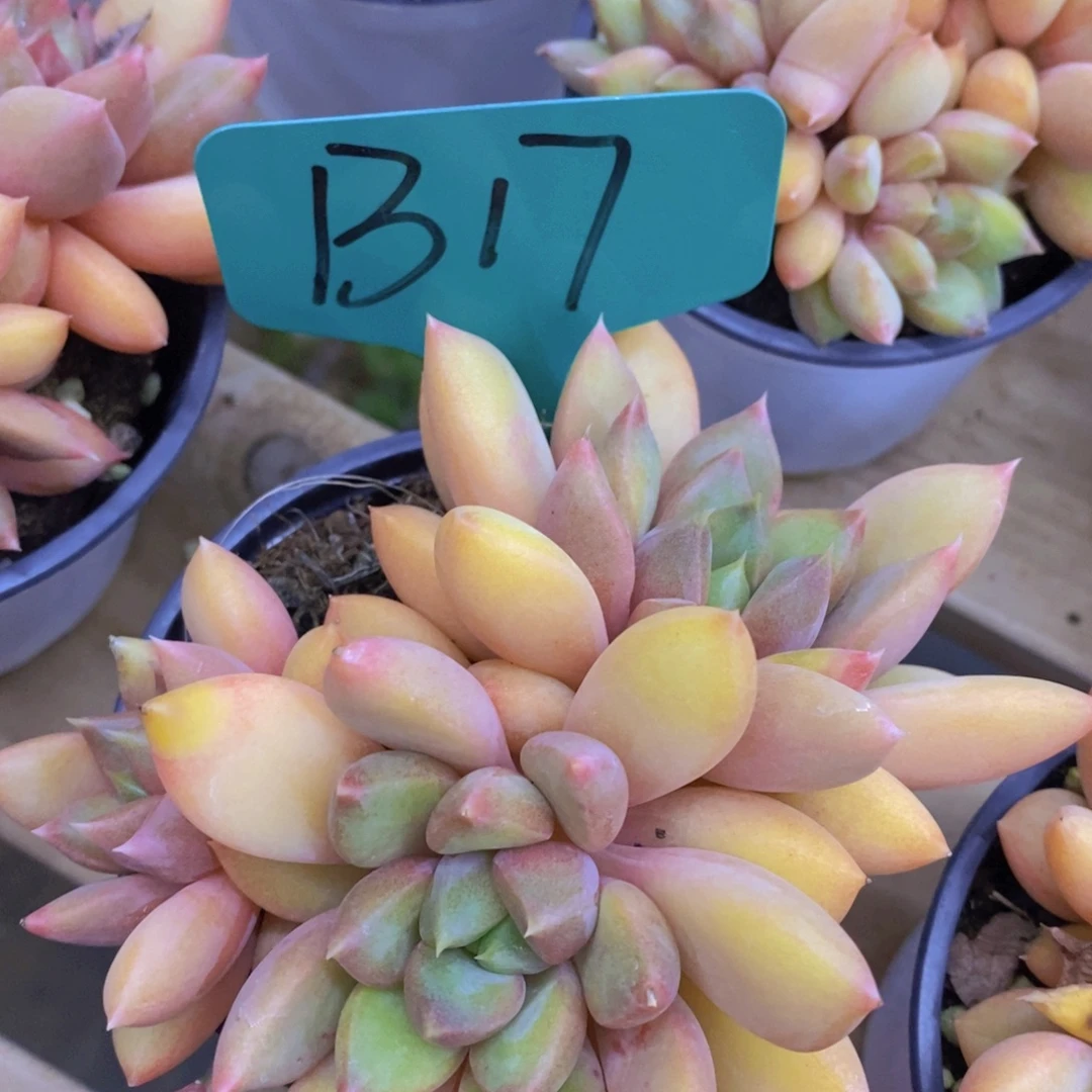 双十一正式开启，欢迎参加