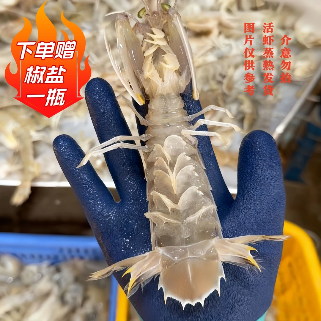 公虾[顺丰包邮]北海鲜活皮皮虾活蒸发货3斤濑尿虾海捕大虾爬子