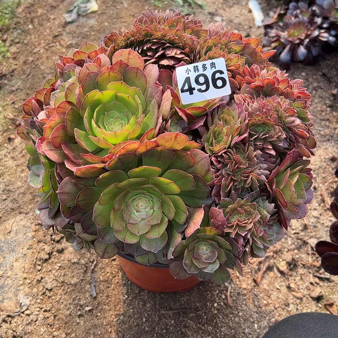 脱****马496万圣节缀化一颗
