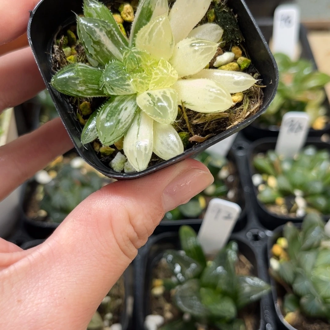 101楼兰玉露锦一物一拍