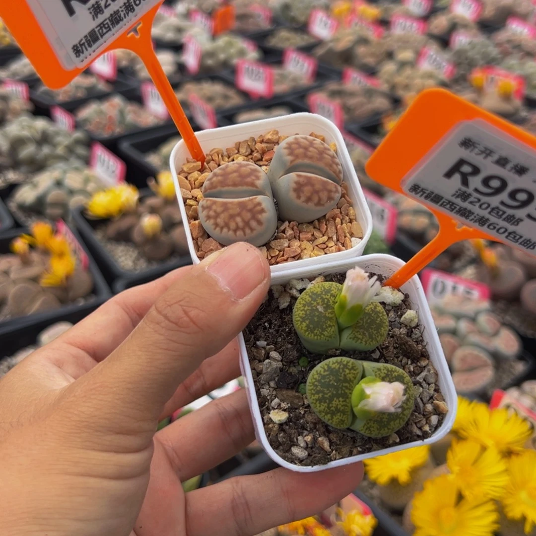 995，994 一物一拍，默认有伤，介意勿拍，不退不换