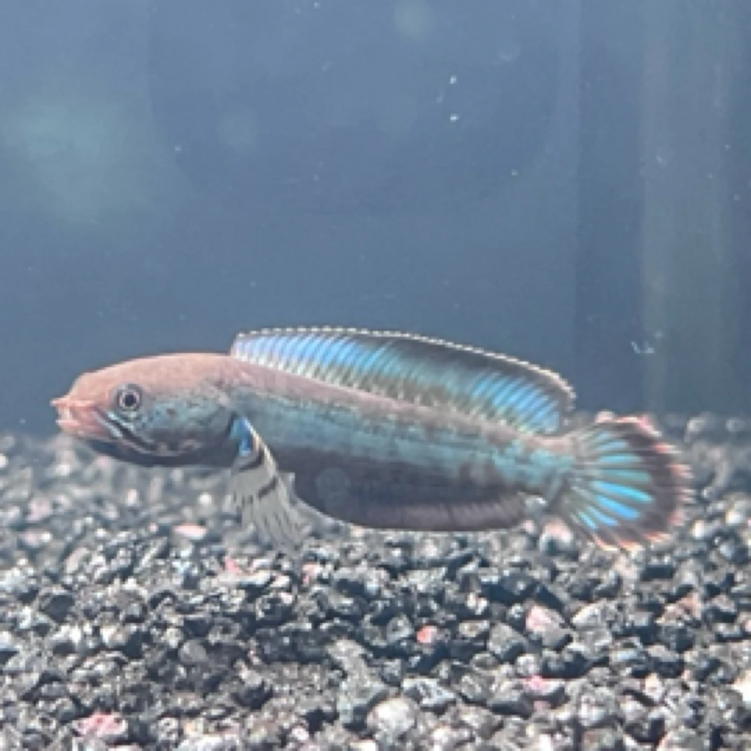 阿萨姆奶茶雷龙苗4-6cm