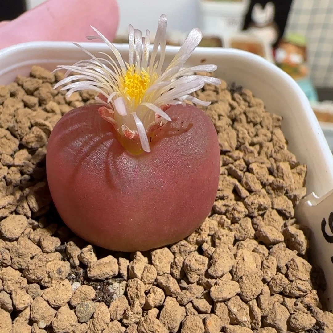 肉锥多肉植物组合-1430.5水蜜桃1752