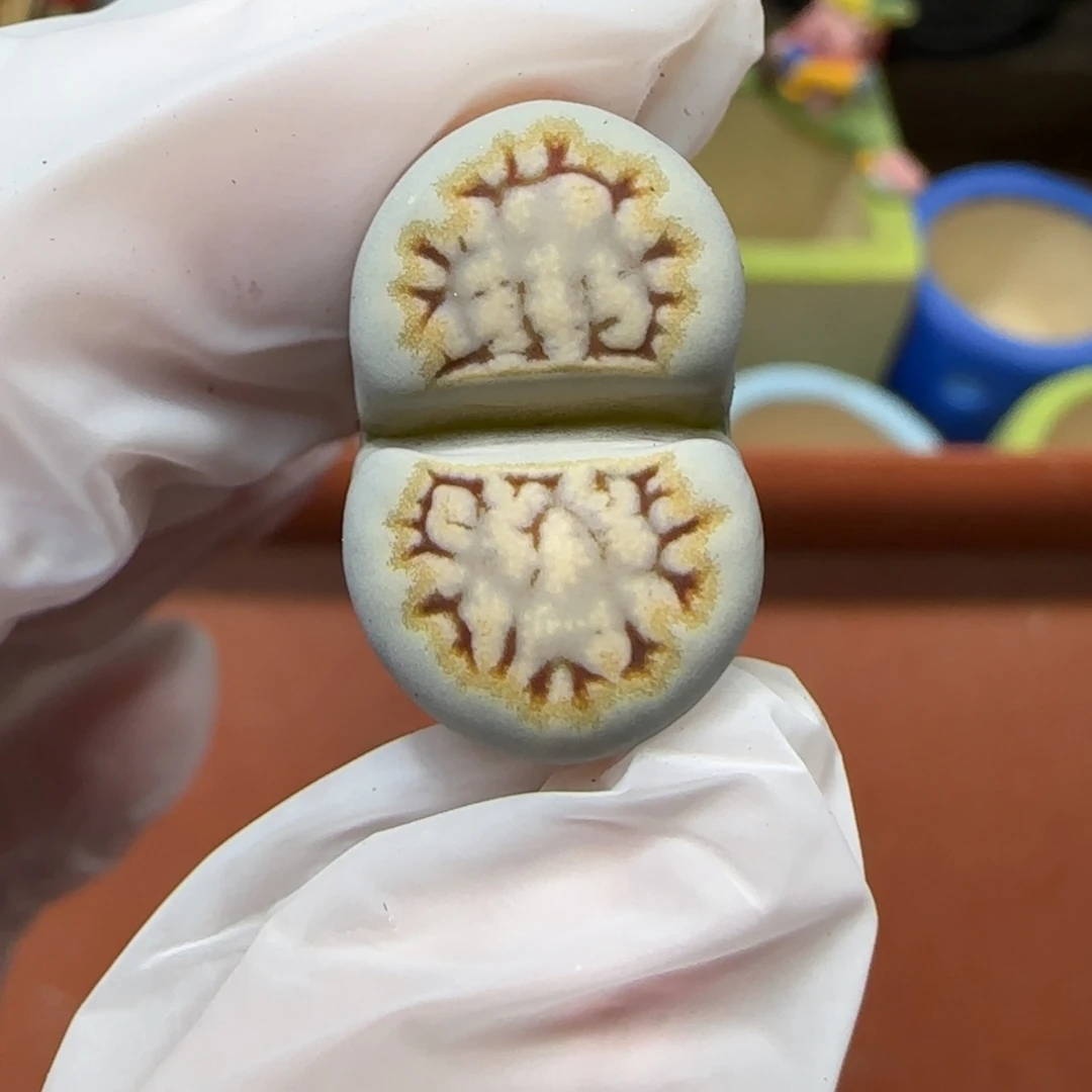 12.27.1621.6糖霜饼干.9002