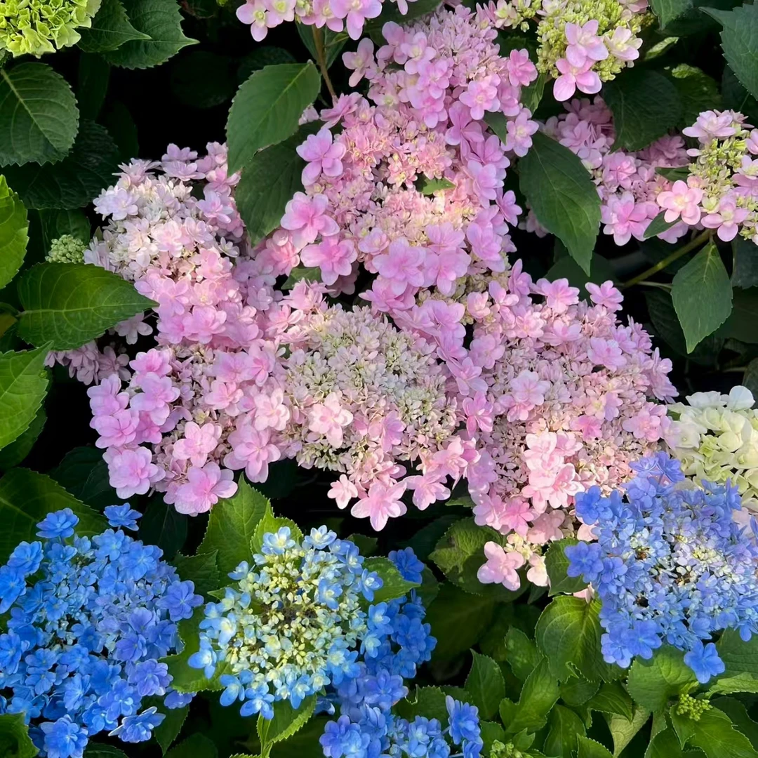 【佳澄】高颜值绣球 花期长 易养护阳台庭院盆栽