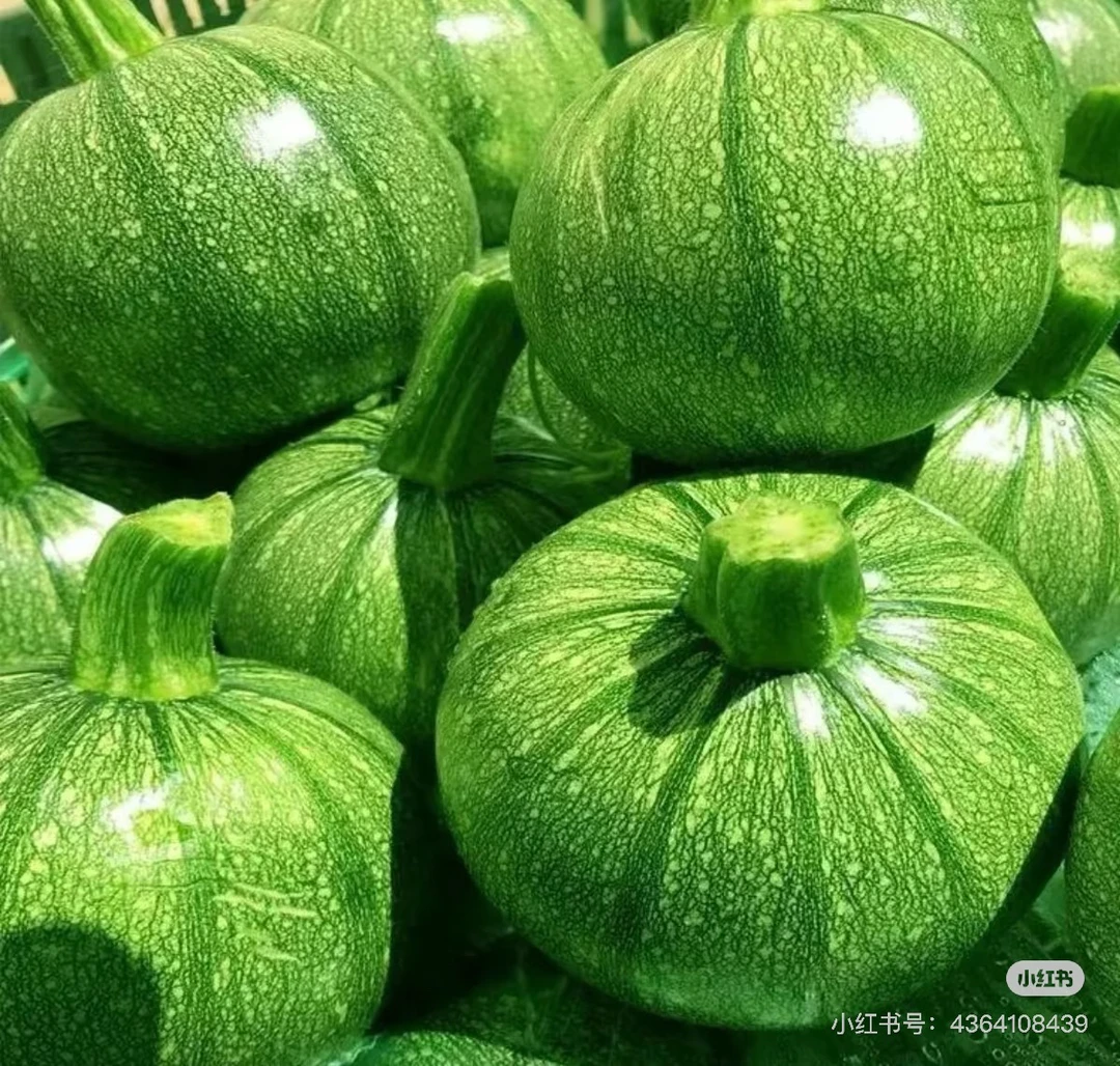 云南露天种植绿色健康圆珠西葫芦
