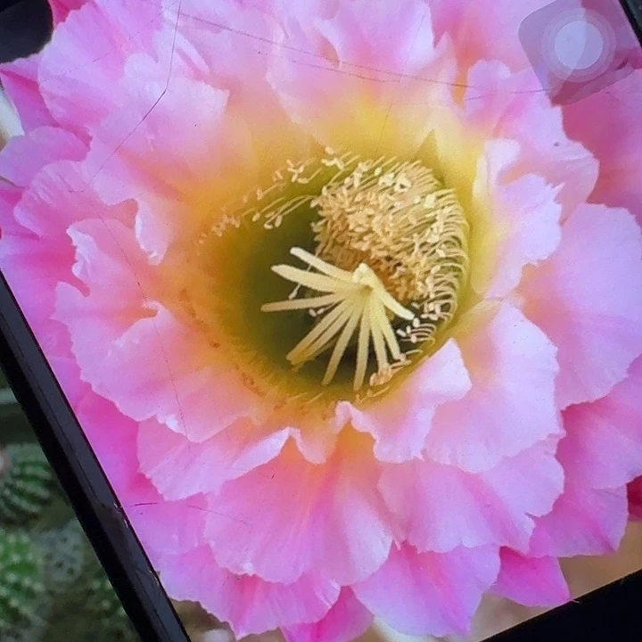 河岸侧芽5公分歪头