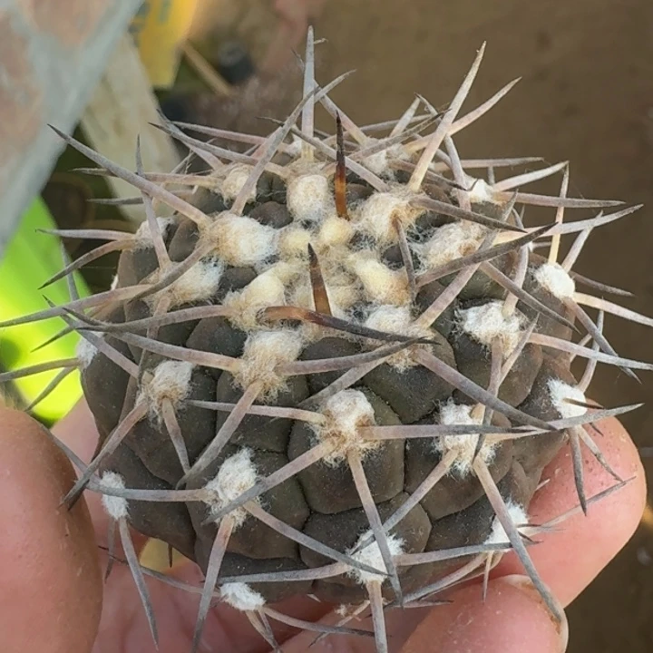 武勋丸变种5555555555