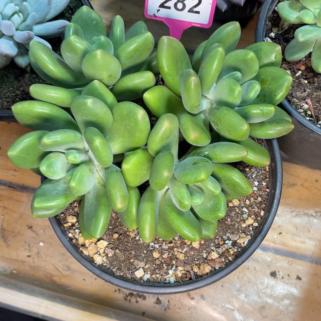 勇***前多肉植物法力达个体282