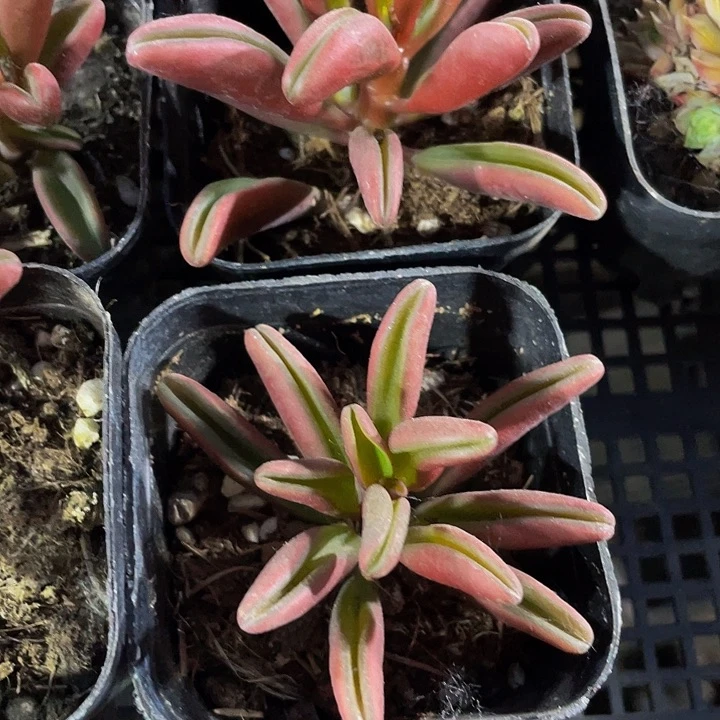 红背椒草3.8带盆土发